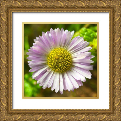 Daisy I Gold Ornate Wood Framed Art Print with Double Matting by Grayscale