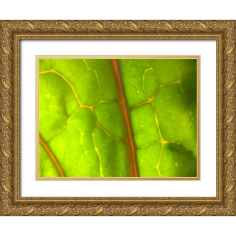 Backlight Leaf I Gold Ornate Wood Framed Art Print with Double Matting by Grayscale