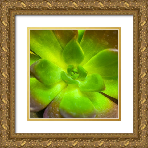 Succulent Square I Gold Ornate Wood Framed Art Print with Double Matting by Grayscale