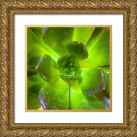 Succulent Square II Gold Ornate Wood Framed Art Print with Double Matting by Grayscale