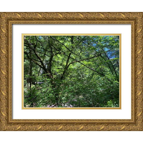 Forest Canopy I Gold Ornate Wood Framed Art Print with Double Matting by Grayscale
