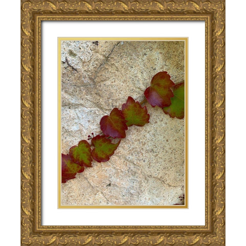 Ivy II Gold Ornate Wood Framed Art Print with Double Matting by Grayscale