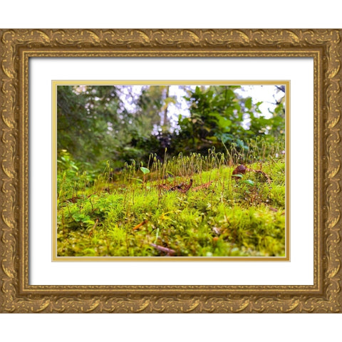 Miniature Forest I Gold Ornate Wood Framed Art Print with Double Matting by Grayscale