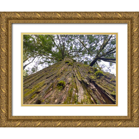 Tree Canopy XV Gold Ornate Wood Framed Art Print with Double Matting by Grayscale