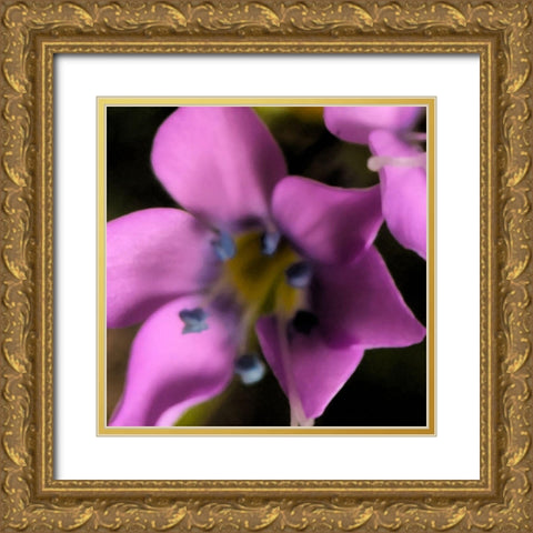 Magenta Flower  Gold Ornate Wood Framed Art Print with Double Matting by Popcorn
