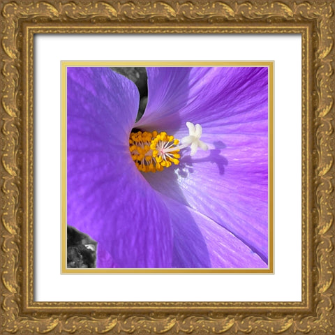 Blue Hibiscus 2 Gold Ornate Wood Framed Art Print with Double Matting by Tenoever, William