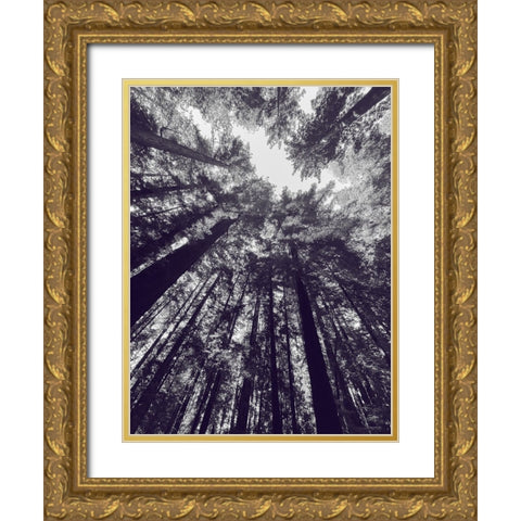 Redwood Trees BW Gold Ornate Wood Framed Art Print with Double Matting by Tenoever, William