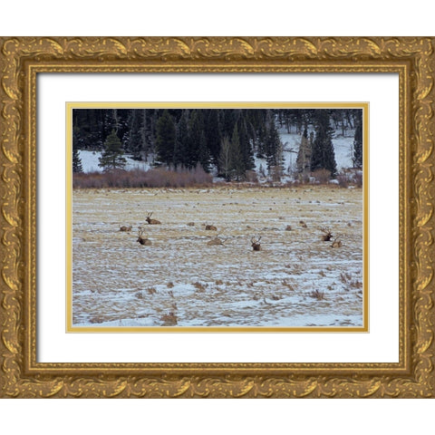 Estes Park 2: Elk Herd Gold Ornate Wood Framed Art Print with Double Matting by Popcorn