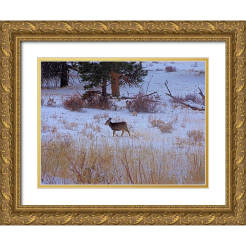 Estes Park 3: Elk Calf Gold Ornate Wood Framed Art Print with Double Matting by Popcorn