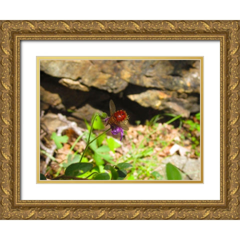 Insect II Gold Ornate Wood Framed Art Print with Double Matting by Popcorn