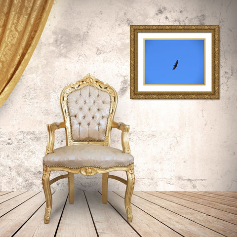 Turkey Vulture I Gold Ornate Wood Framed Art Print with Double Matting by Popcorn