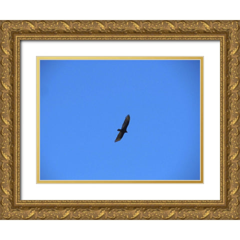 Turkey Vulture I Gold Ornate Wood Framed Art Print with Double Matting by Popcorn