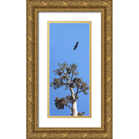 Turkey Vulture II Gold Ornate Wood Framed Art Print with Double Matting by Popcorn