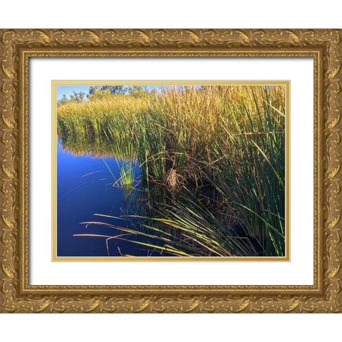 Coot on water Gold Ornate Wood Framed Art Print with Double Matting by Popcorn