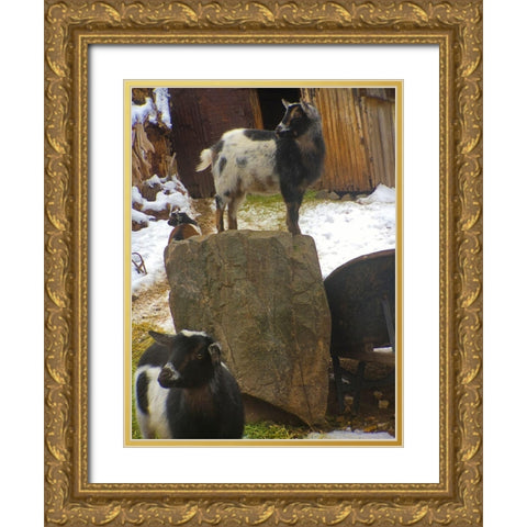 Three Goats  Gold Ornate Wood Framed Art Print with Double Matting by Popcorn