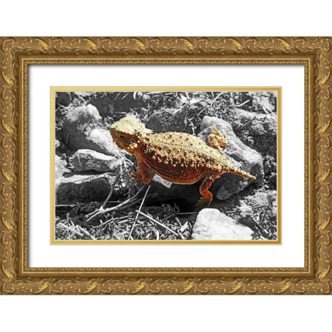 Horned Toad B-W b Gold Ornate Wood Framed Art Print with Double Matting by Popcorn