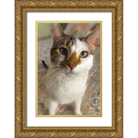 Gato Gold Ornate Wood Framed Art Print with Double Matting by Popcorn