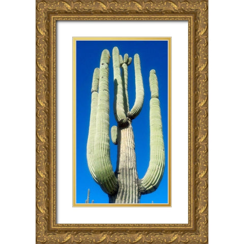 Saguaro 1 Gold Ornate Wood Framed Art Print with Double Matting by Popcorn
