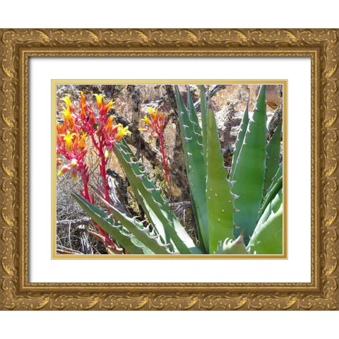 Rock Echeveria II W/ Agave Gold Ornate Wood Framed Art Print with Double Matting by Popcorn