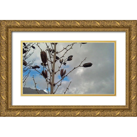 Yucca Pods Gold Ornate Wood Framed Art Print with Double Matting by Popcorn