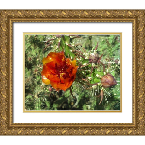 Cholla Bloom I Gold Ornate Wood Framed Art Print with Double Matting by Popcorn