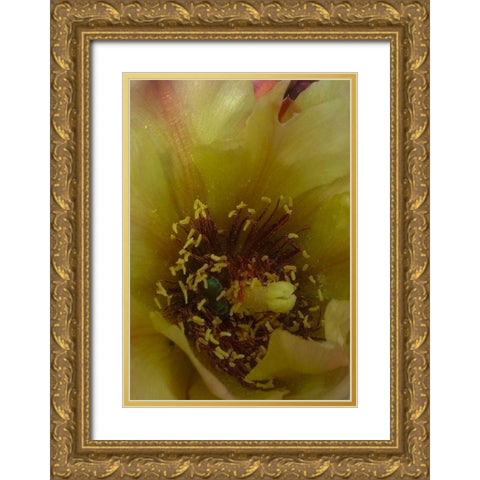 Cholla Bloom VI Gold Ornate Wood Framed Art Print with Double Matting by Popcorn