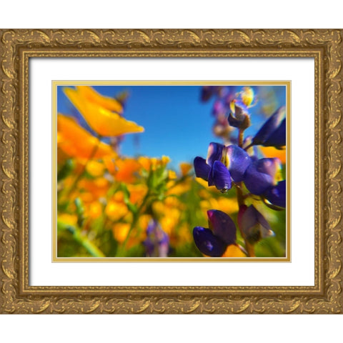 Wildflower III Gold Ornate Wood Framed Art Print with Double Matting by Popcorn