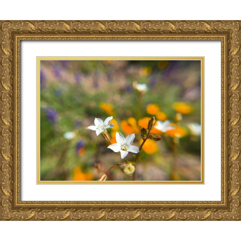 Wildflower VI Gold Ornate Wood Framed Art Print with Double Matting by Popcorn