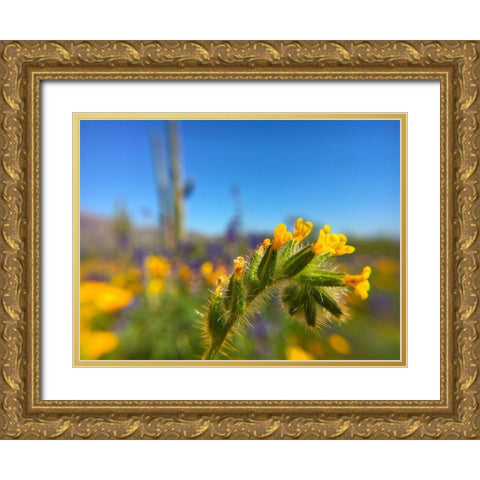 Wildflower VIII Gold Ornate Wood Framed Art Print with Double Matting by Popcorn