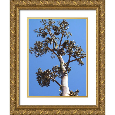 Century Plant I Gold Ornate Wood Framed Art Print with Double Matting by Popcorn