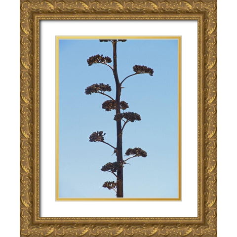 Century Plant II Gold Ornate Wood Framed Art Print with Double Matting by Popcorn