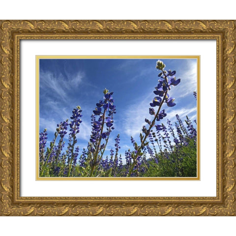 Wildflowers XI, Lupine Gold Ornate Wood Framed Art Print with Double Matting by Popcorn