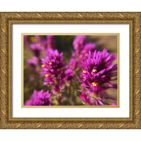 Owl Clover II Gold Ornate Wood Framed Art Print with Double Matting by Popcorn