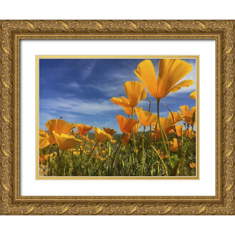 Wildflowers XII Gold Ornate Wood Framed Art Print with Double Matting by Popcorn
