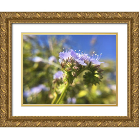 Wildflowers XXIX Gold Ornate Wood Framed Art Print with Double Matting by Popcorn