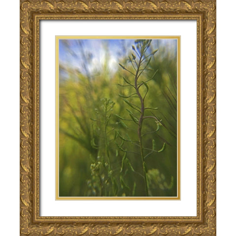 Wildflowers Macro I Gold Ornate Wood Framed Art Print with Double Matting by Popcorn