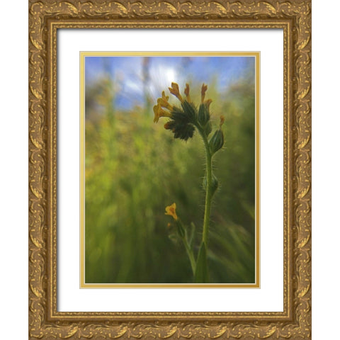 Wildflowers Macro II Gold Ornate Wood Framed Art Print with Double Matting by Popcorn