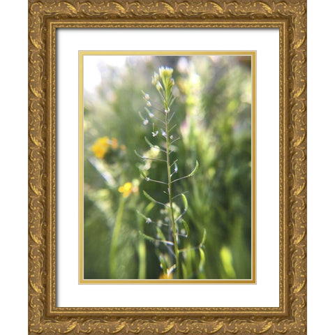 Wildflowers Macro III Gold Ornate Wood Framed Art Print with Double Matting by Popcorn