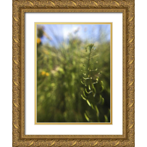 Wildflowers Macro IV Gold Ornate Wood Framed Art Print with Double Matting by Popcorn