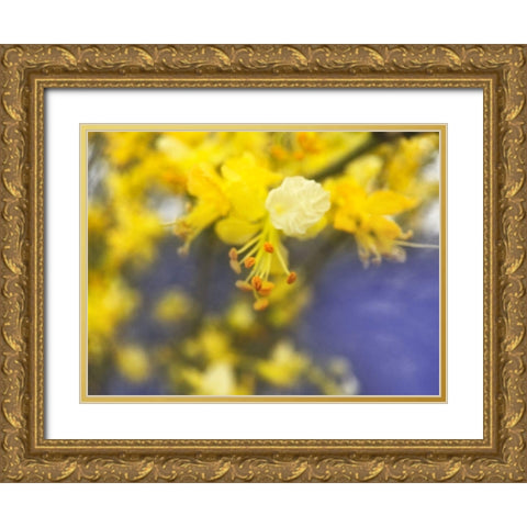 Tree In Bloom I Gold Ornate Wood Framed Art Print with Double Matting by Popcorn