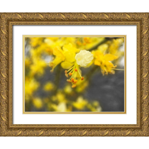 Tree In Bloom BandW Gold Ornate Wood Framed Art Print with Double Matting by Popcorn