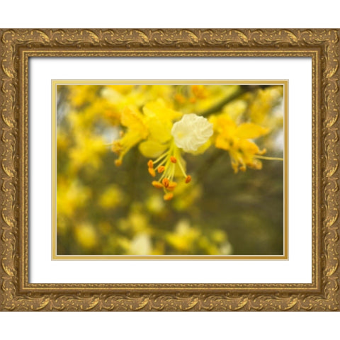 Tree In Bloom III Gold Ornate Wood Framed Art Print with Double Matting by Popcorn