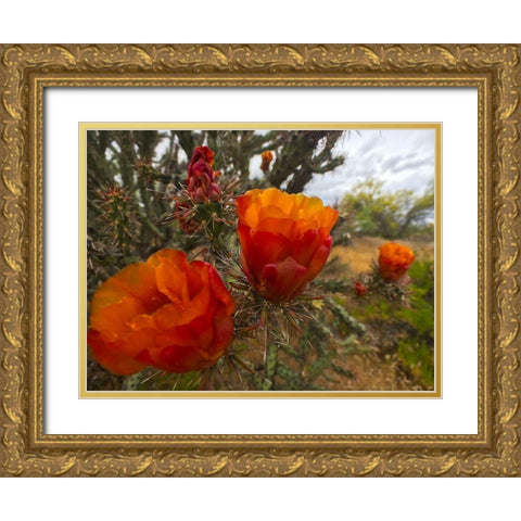 Cholla Bloom VIII Gold Ornate Wood Framed Art Print with Double Matting by Popcorn