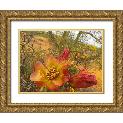 Cholla Bloom IX Gold Ornate Wood Framed Art Print with Double Matting by Popcorn