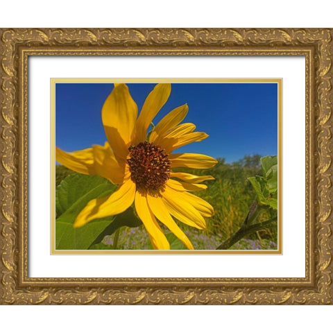 Sunflower IV Gold Ornate Wood Framed Art Print with Double Matting by Popcorn