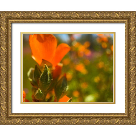 Wildflowers XLVI Gold Ornate Wood Framed Art Print with Double Matting by Popcorn