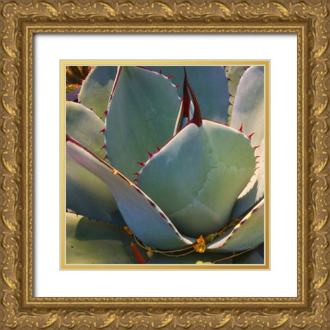 Mescal Agave B Gold Ornate Wood Framed Art Print with Double Matting by Tenoever, William