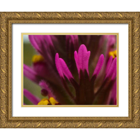 Owl Clover Gold Ornate Wood Framed Art Print with Double Matting by Tenoever, William