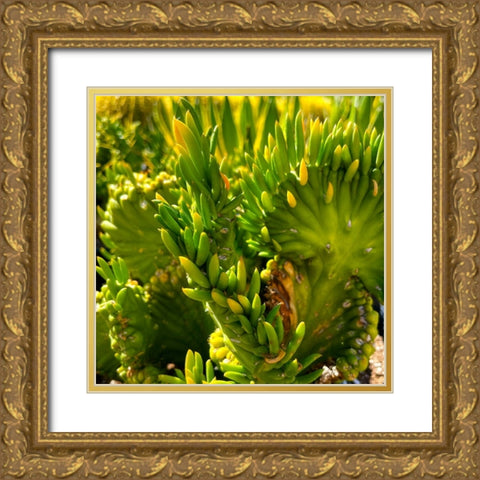 Cactus Gold Ornate Wood Framed Art Print with Double Matting by Tenoever, William