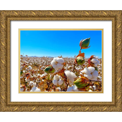 CottonFields1 Gold Ornate Wood Framed Art Print with Double Matting by Tenoever, William